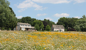 Lawn Conversion