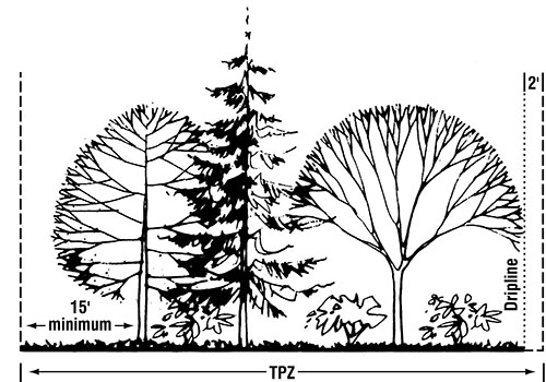 Tree Protection