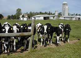cows!