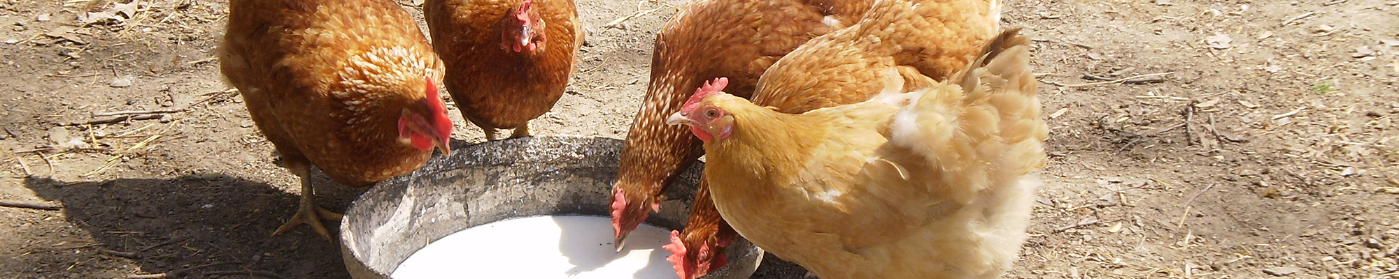 chickens