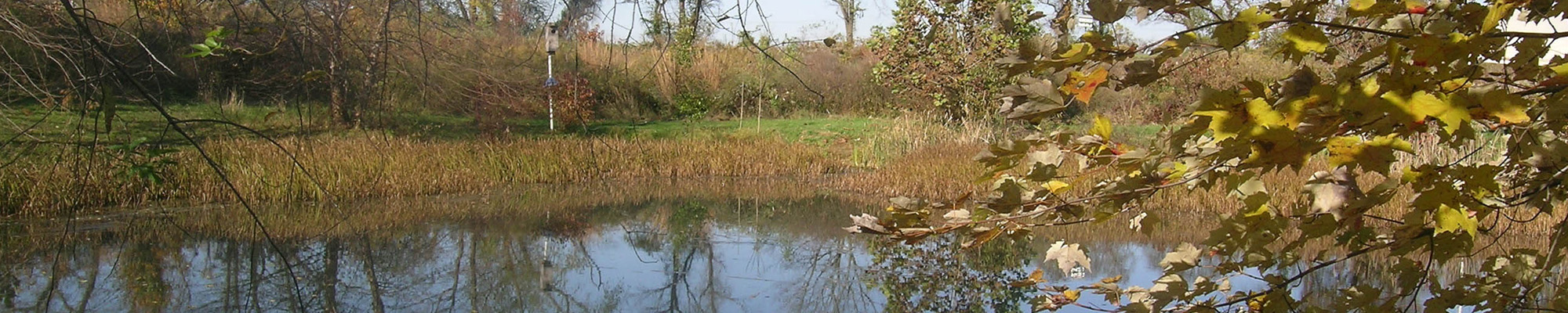 wetland