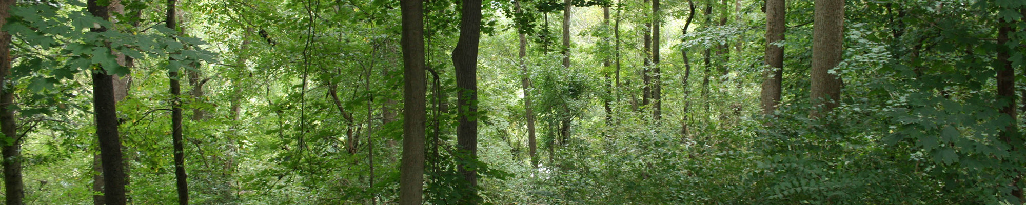 heavily wooded area