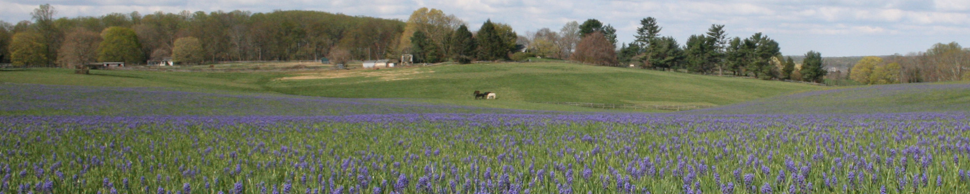 field with putple flowers