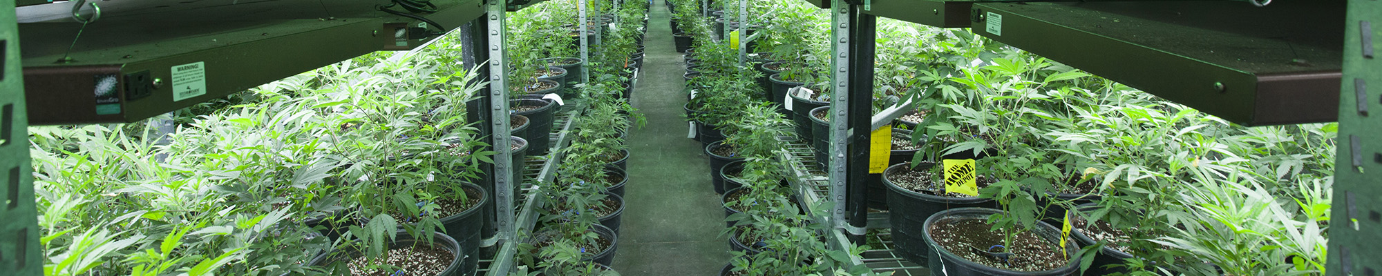 marijuana plants