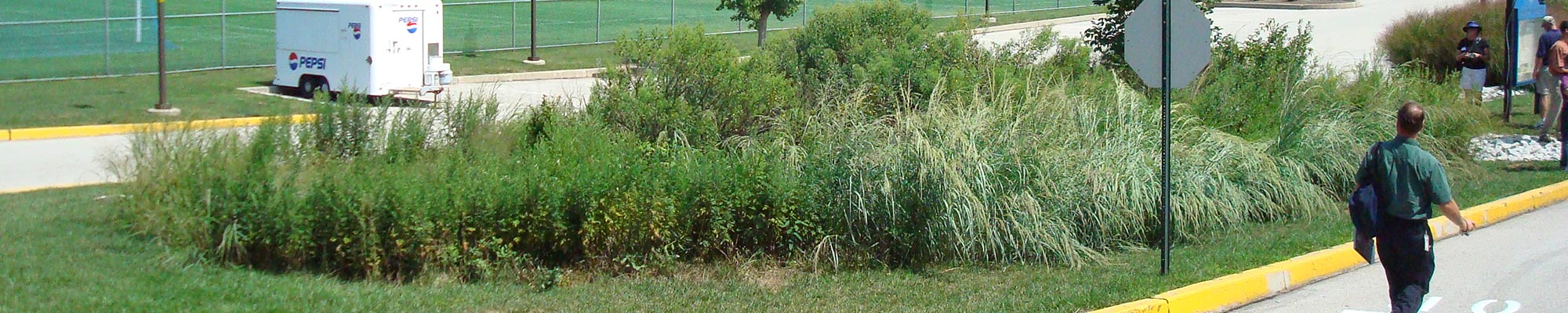 plants in island of road