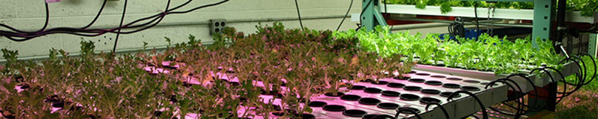 plants growing in greenhouse