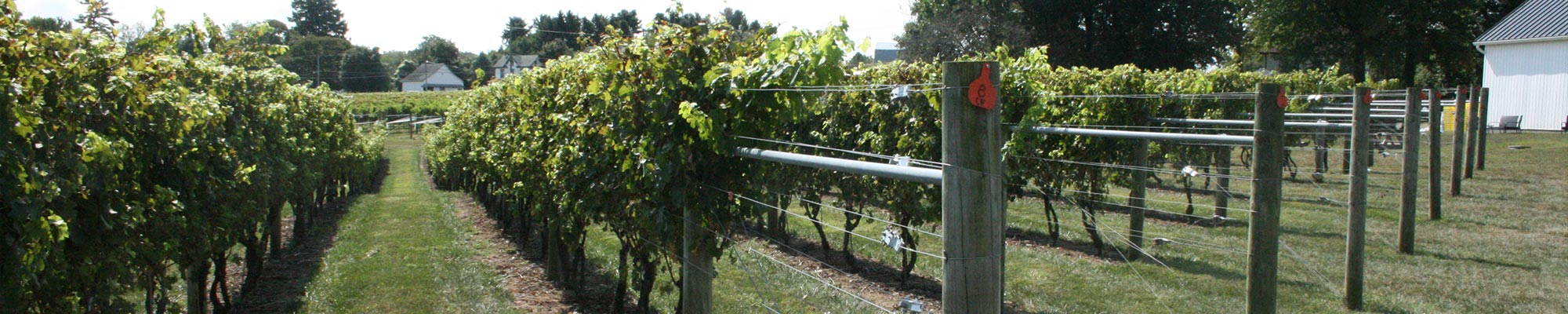 vineyard with grape plants