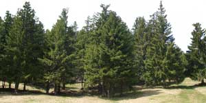 Tree List