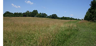 open field
