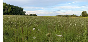 field with flowers