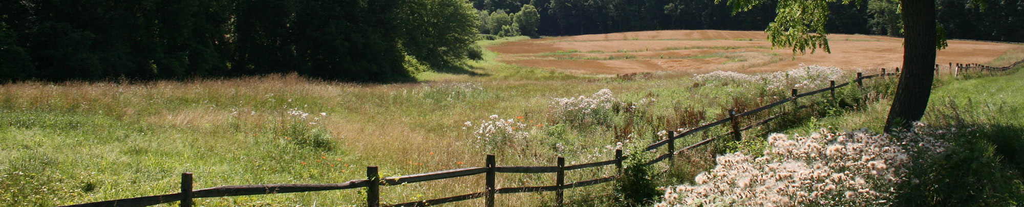 open field