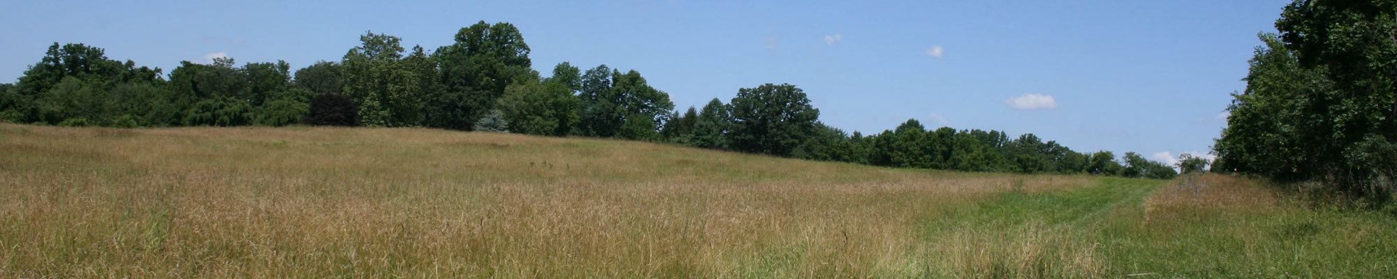 open field