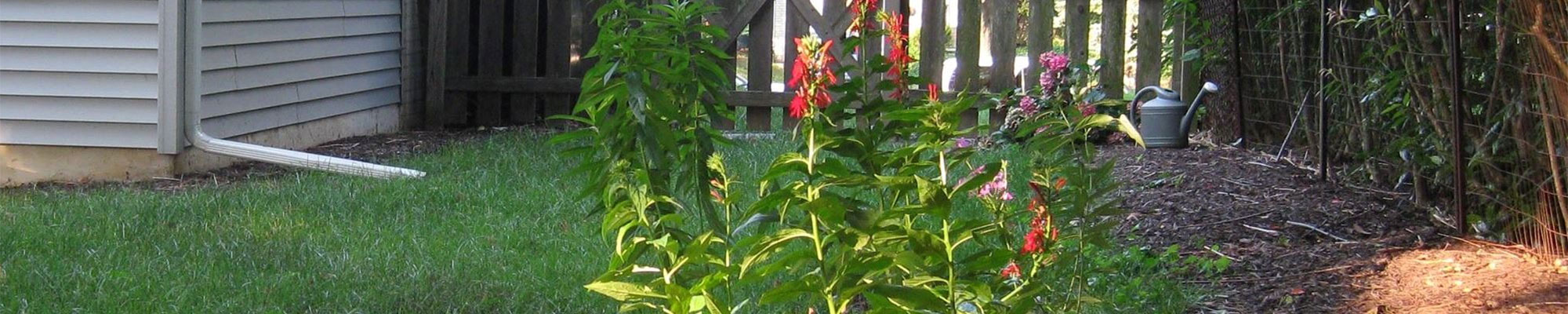 rain garden