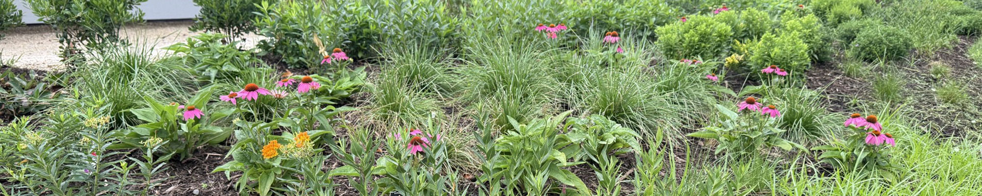 native garden